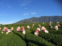 2015年高海拔冬茶開始陸續上架!